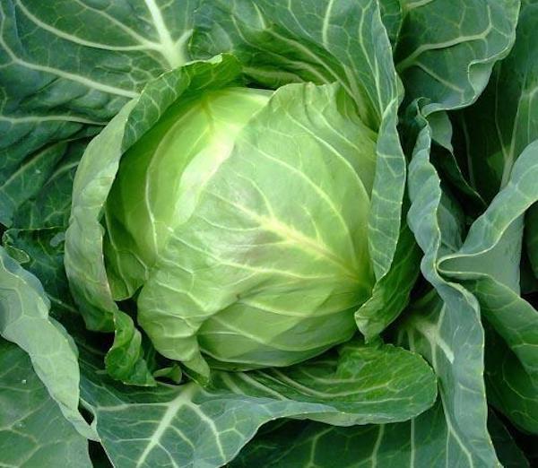 an image of a cabbage