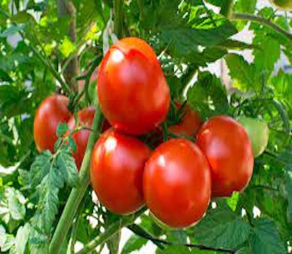 an image of tomatoes